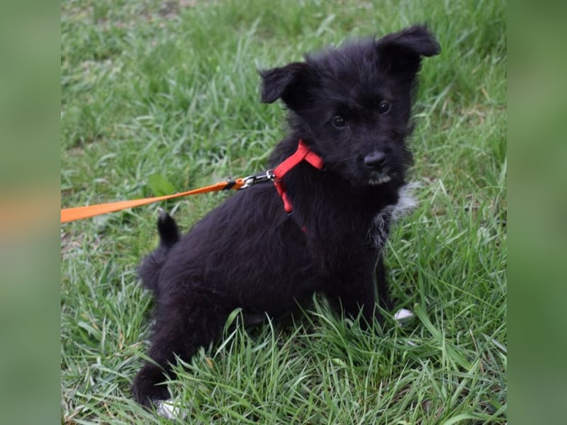 Dorie vom Welpenquartett