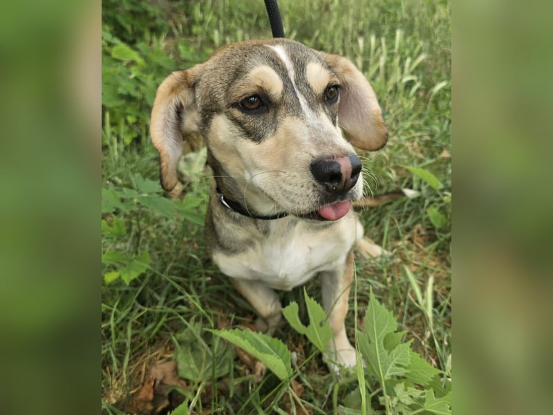 Dion - fast ein Schneehase