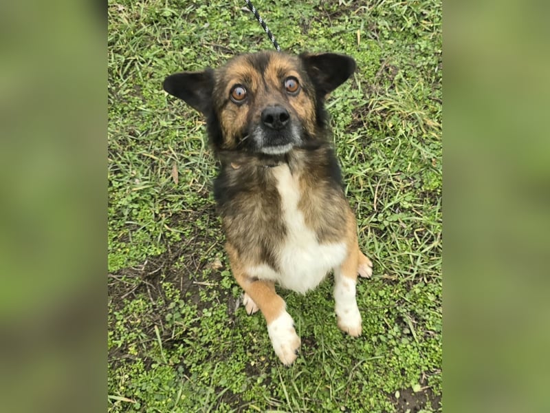 Marcello - Traumhund sucht Zuhause