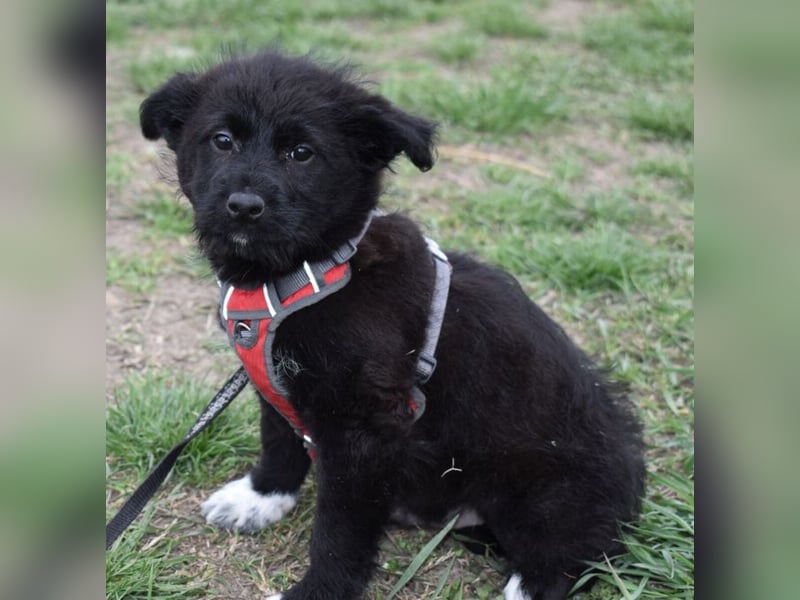 Donut vom Welpen Quartett