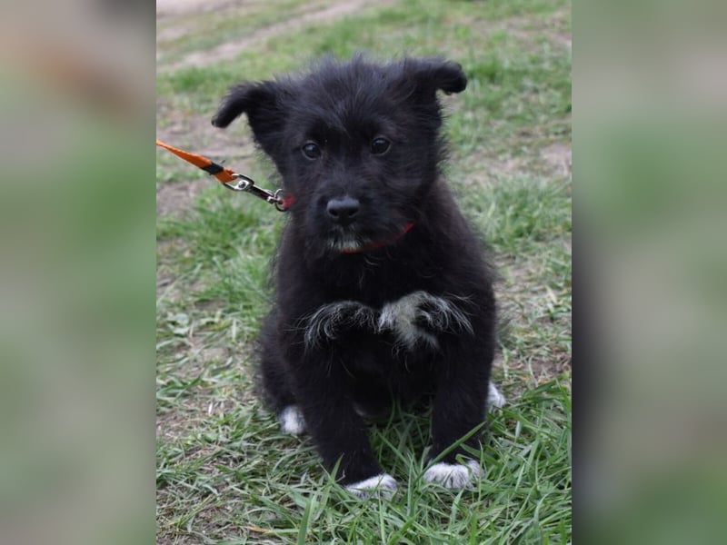 Dorie vom Welpenquartett