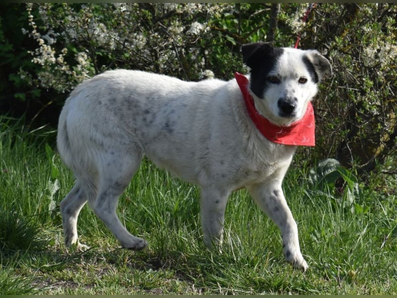 Liv - Schatz auf 4 Pfoten