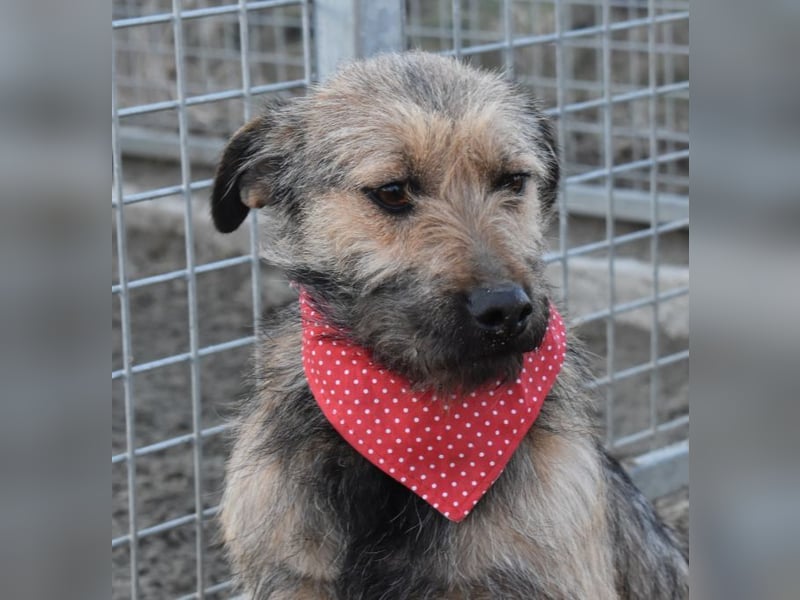 Cilla - Überlebenskünstlerin