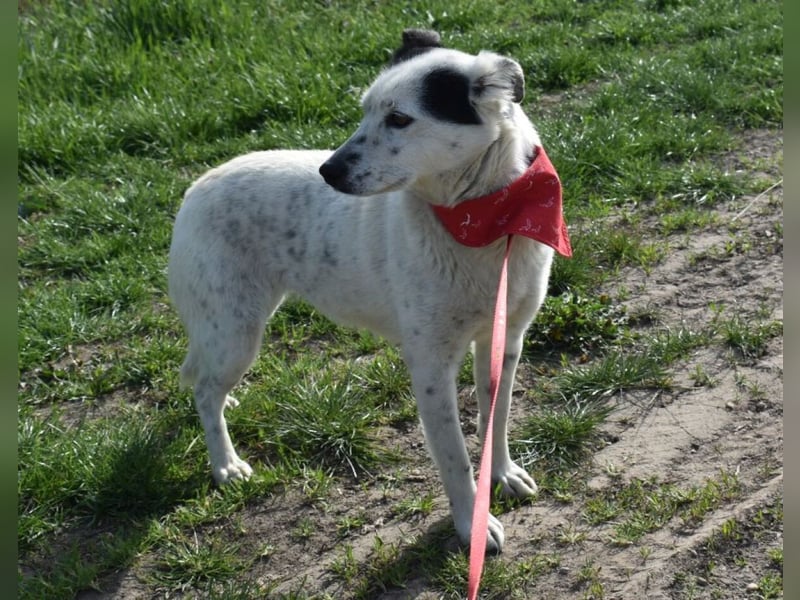 Liv - Schatz auf 4 Pfoten