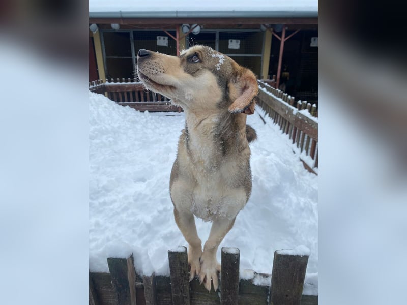 Dion - fast ein Schneehase