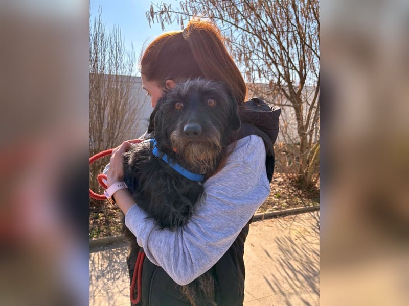 Bonus der Anhängliche (auf Pflegestelle in Schleswig Holstein)