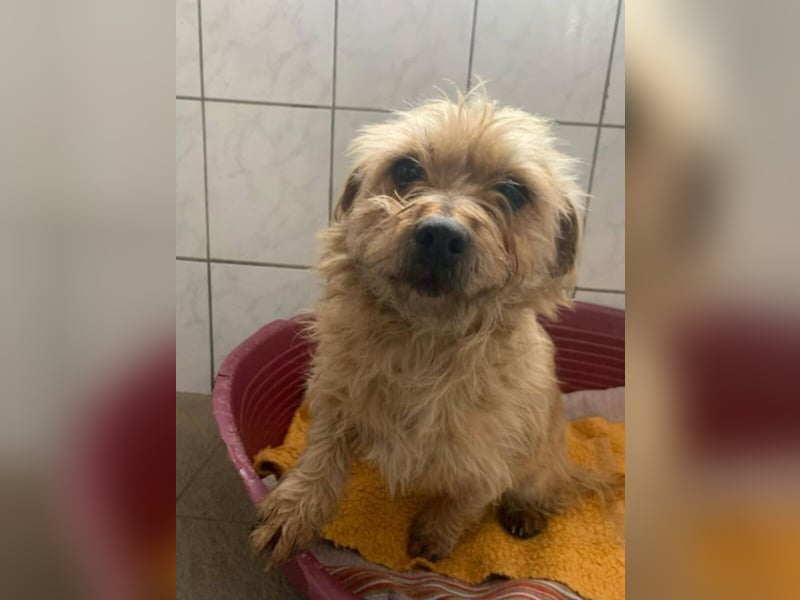 Dusi - kleiner Hund mit Charakter  (Aufenthalt in Schleswig Holstein)