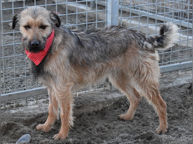 Cilla - Überlebenskünstlerin