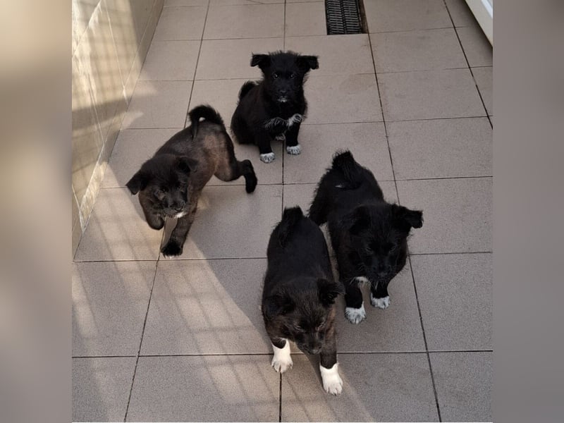 Donut vom Welpen Quartett