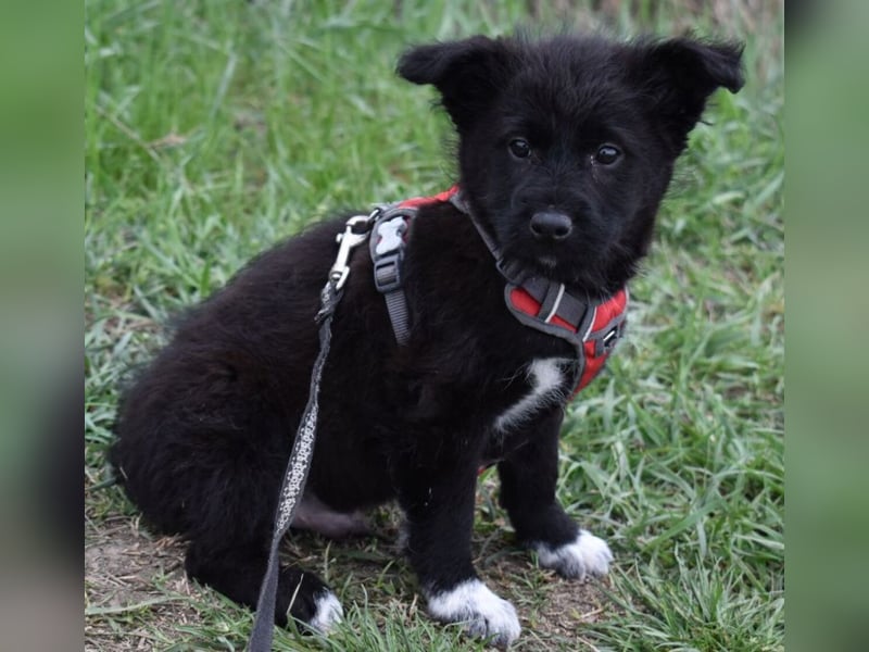 Donut vom Welpen Quartett