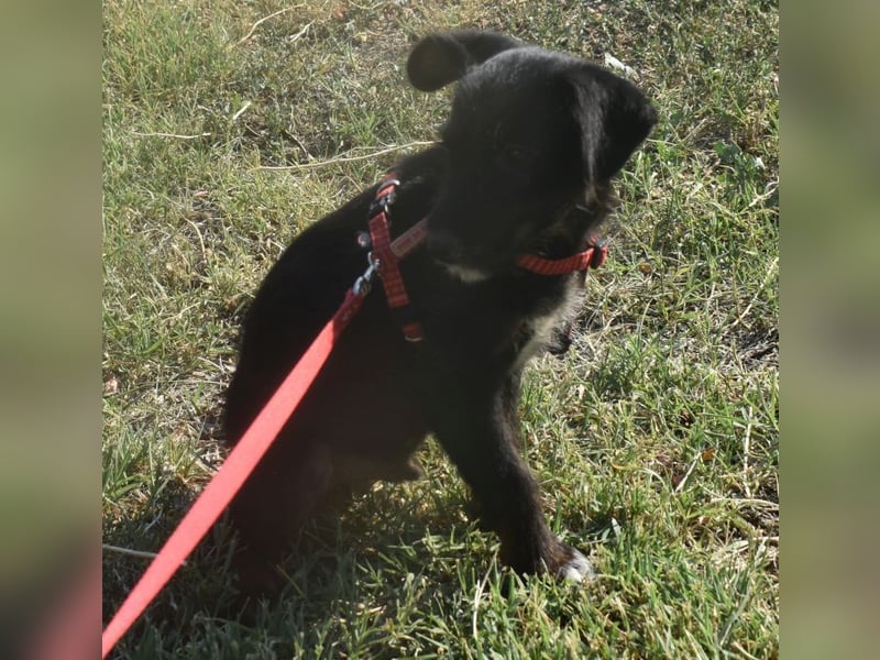 Sid - auf ICE AGE Spuren (Pflegestelle in Süderbrarup)