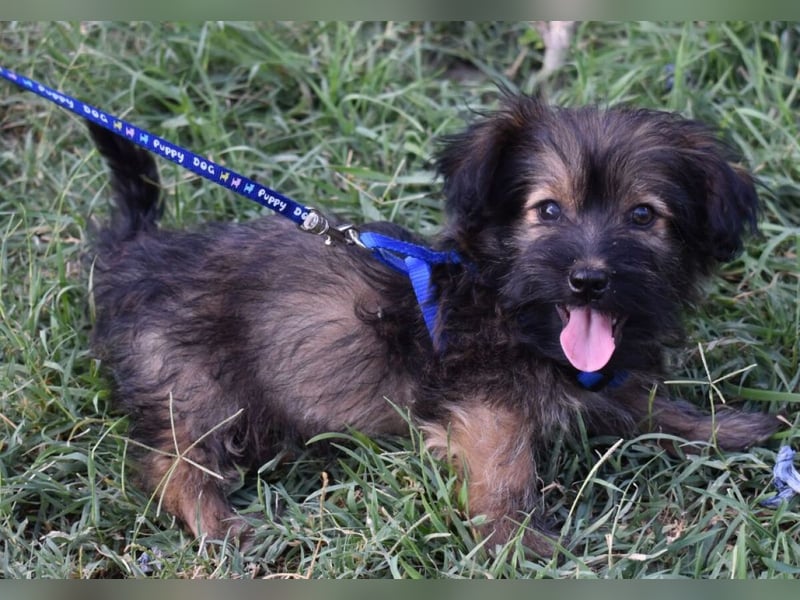 Flynn sucht liebevolles Zuhause