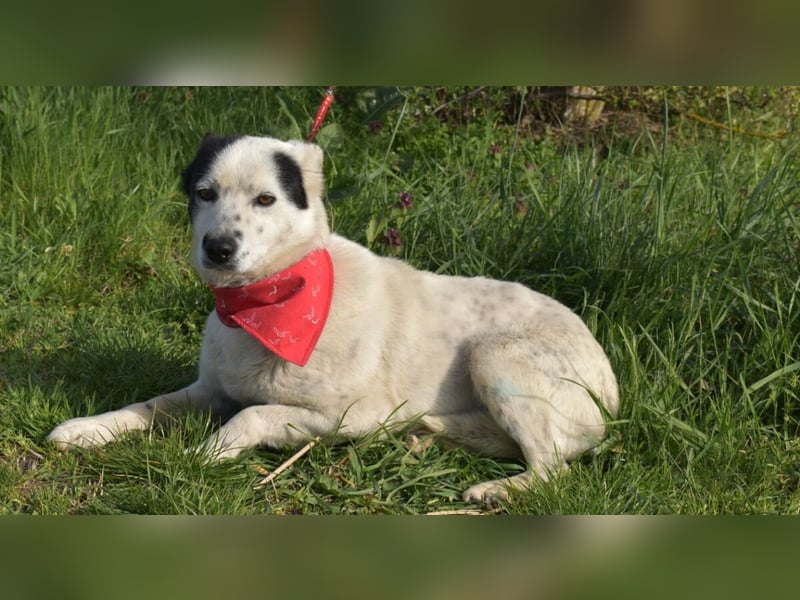 Liv - Schatz auf 4 Pfoten