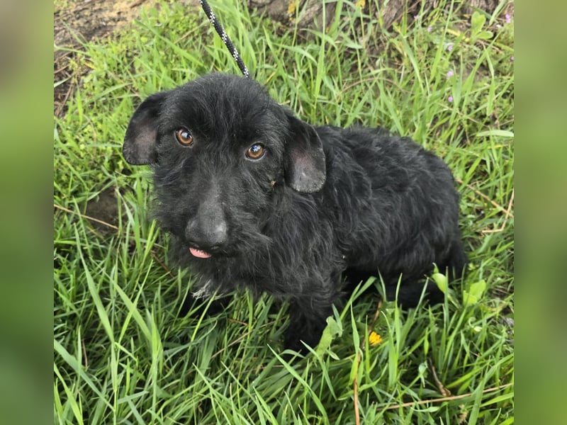 Noel sucht sein Glück