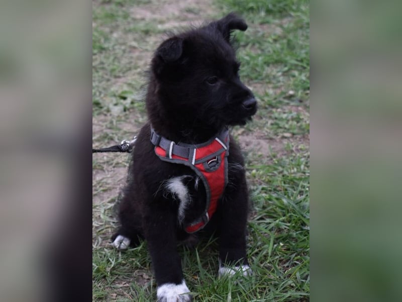 Donut vom Welpen Quartett