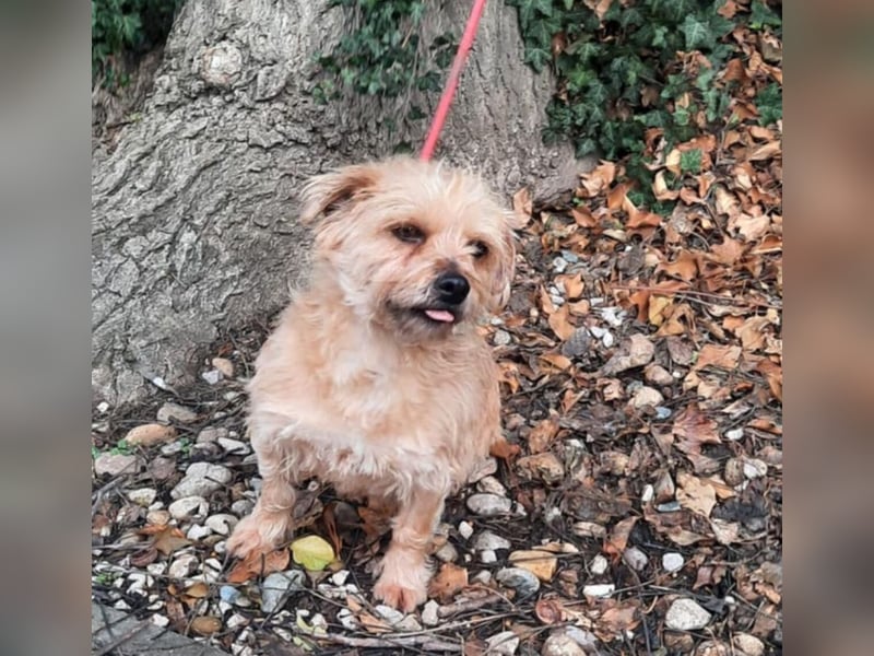 Dusi - kleiner Hund mit Charakter  (Aufenthalt in Schleswig Holstein)