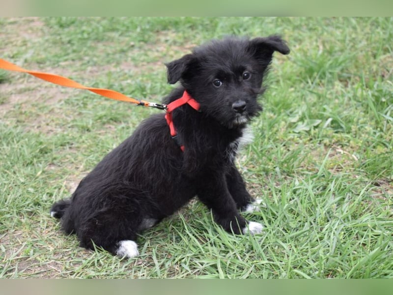 Dorie vom Welpenquartett