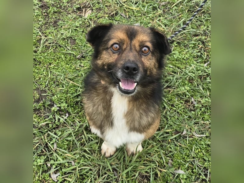 Marcello - Traumhund sucht Zuhause