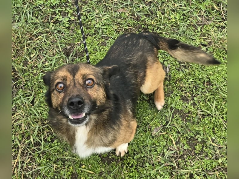 Marcello - Traumhund sucht Zuhause