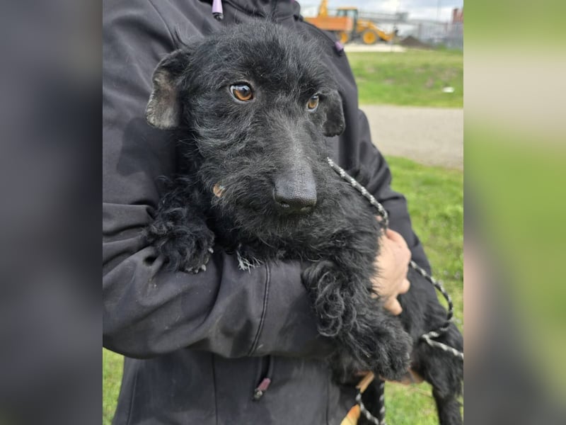 Noel sucht sein Glück