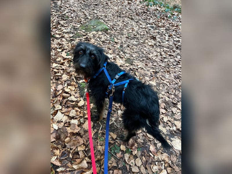 Bonus der Anhängliche (auf Pflegestelle in Schleswig Holstein)