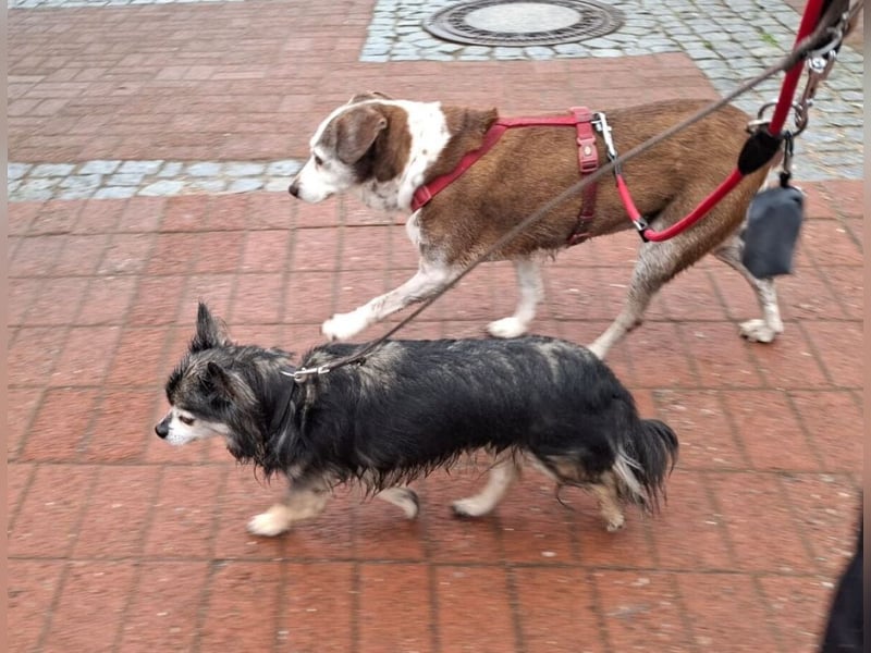 Tilda - liebenswerte Seniorin