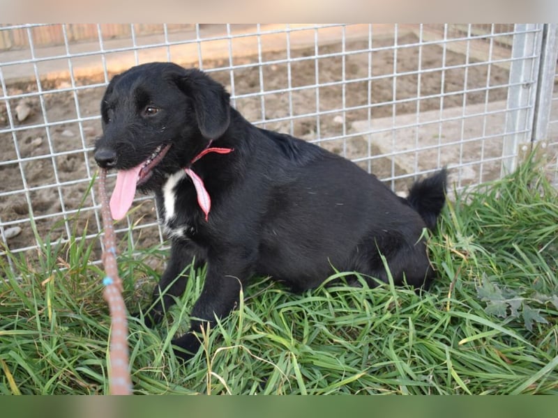 Sylvester - lieber Hundejunge