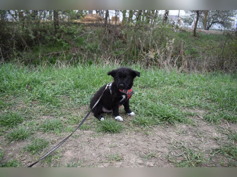 Donut vom Welpen Quartett