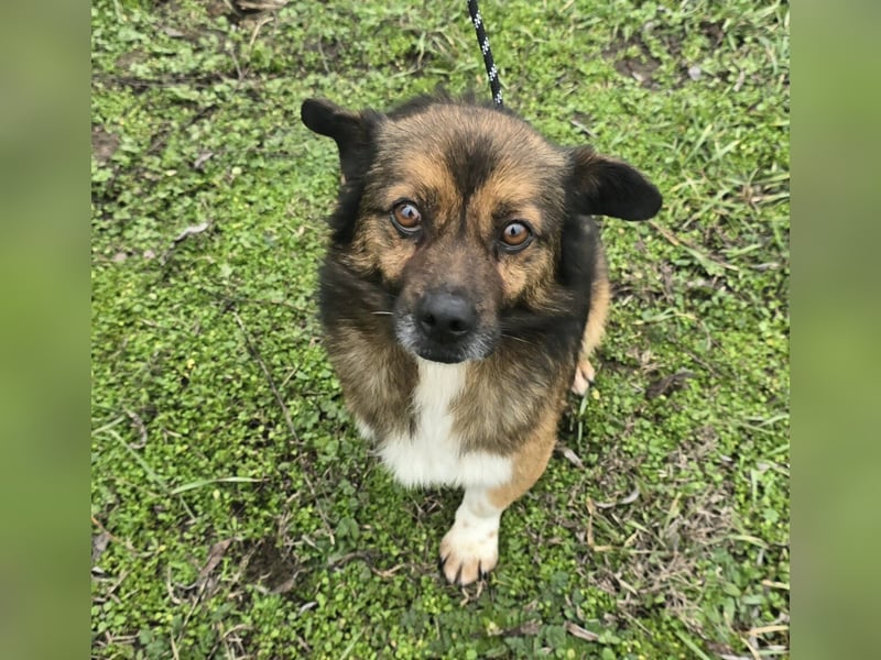 Marcello - Traumhund sucht Zuhause