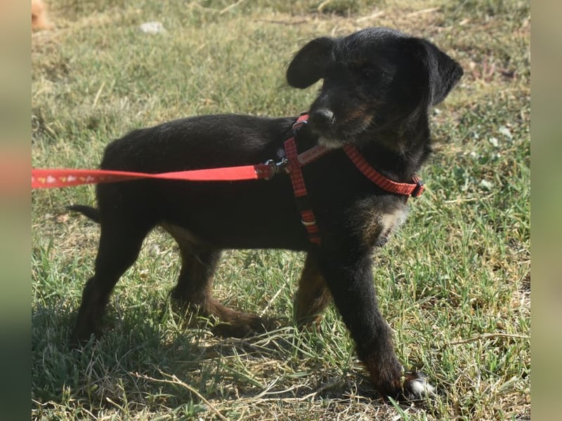 Sid - auf ICE AGE Spuren (Pflegestelle in Süderbrarup)