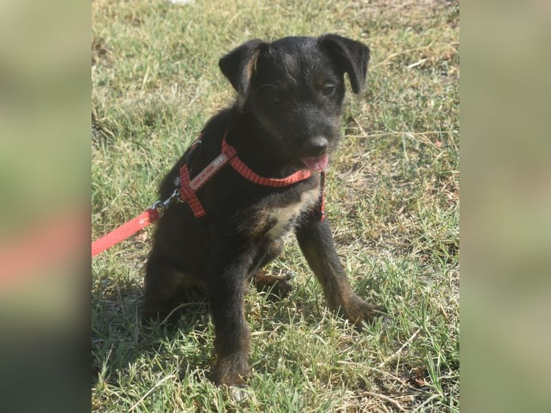 Sid - auf ICE AGE Spuren (Pflegestelle in Süderbrarup)