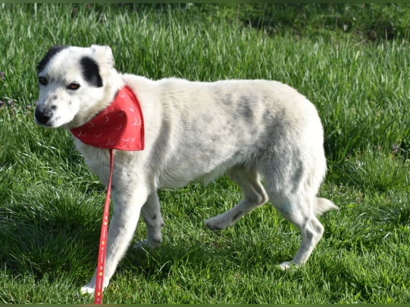 Liv - Schatz auf 4 Pfoten