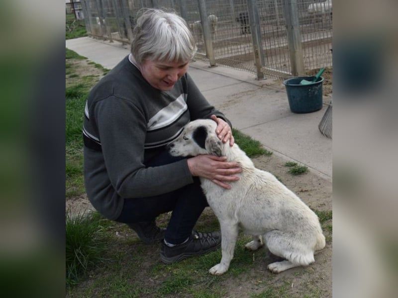 Liv - Schatz auf 4 Pfoten