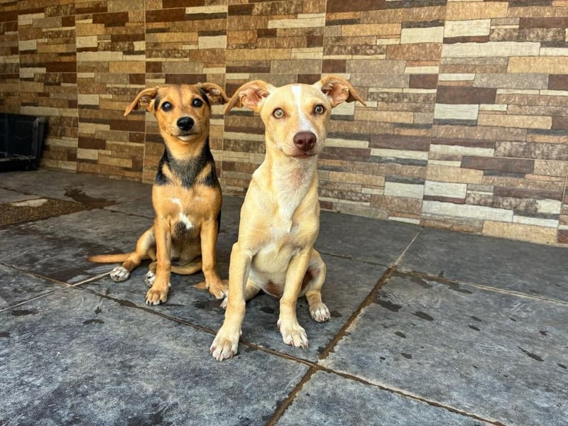 FLECHA-Hundekind möchte nach den Sternen greifen!