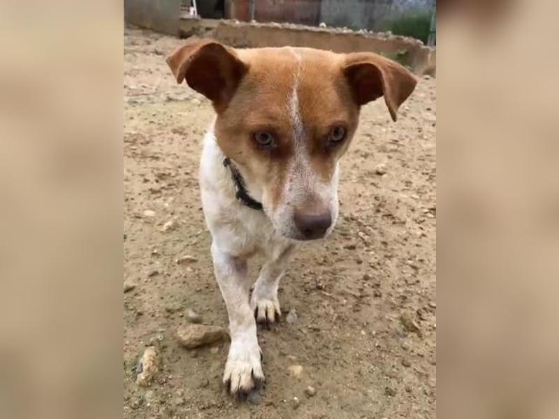 BASIL eine arme Seele