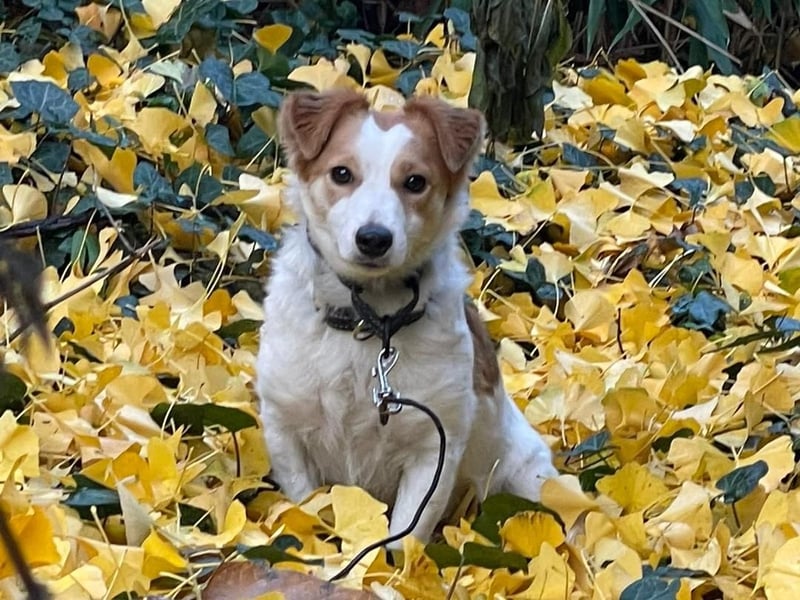 LILLY dringend Pflegestelle oder Endstelle gesucht