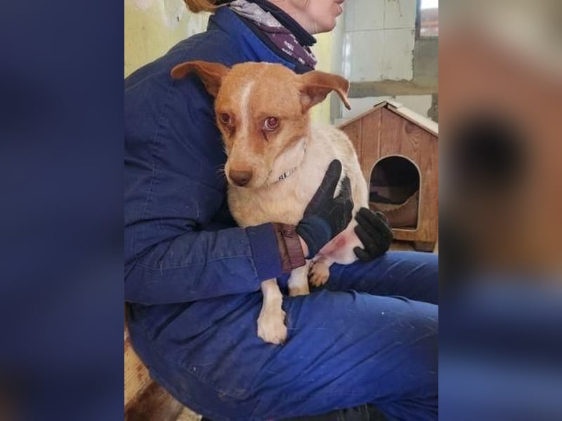 BASIL eine arme Seele