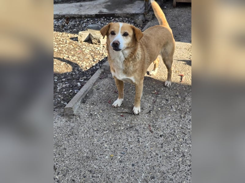 RUBY – sanfte Seele sucht ihr Für-immer-Zuhause