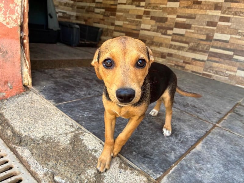 BALA Hundekind möchte nach den Sternen greifen!