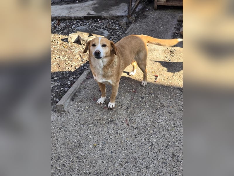 RUBY – sanfte Seele sucht ihr Für-immer-Zuhause