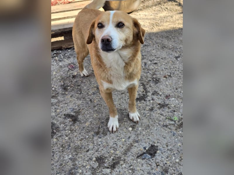 RUBY – sanfte Seele sucht ihr Für-immer-Zuhause