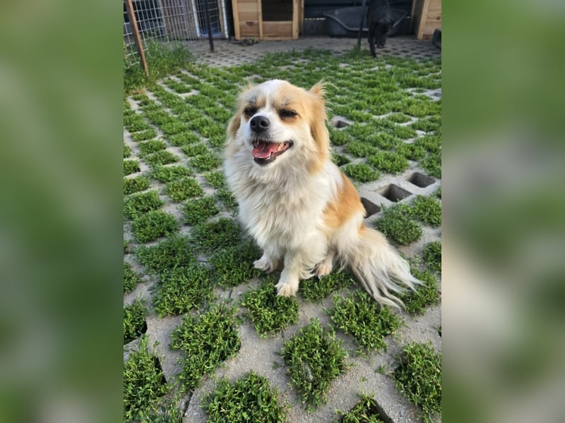 LILLY auf der Suche nach dem Hundeglück