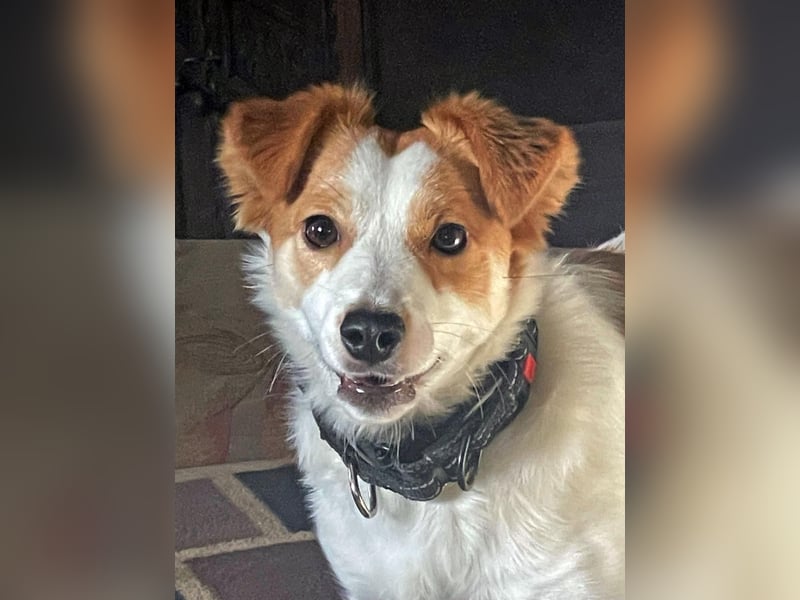 LILLY dringend Pflegestelle oder Endstelle gesucht