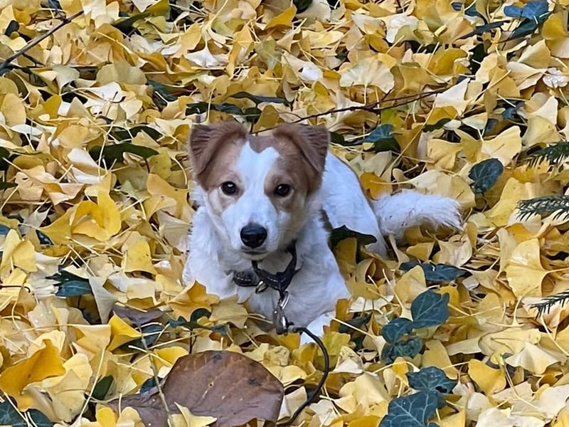 LILLY dringend Pflegestelle oder Endstelle gesucht