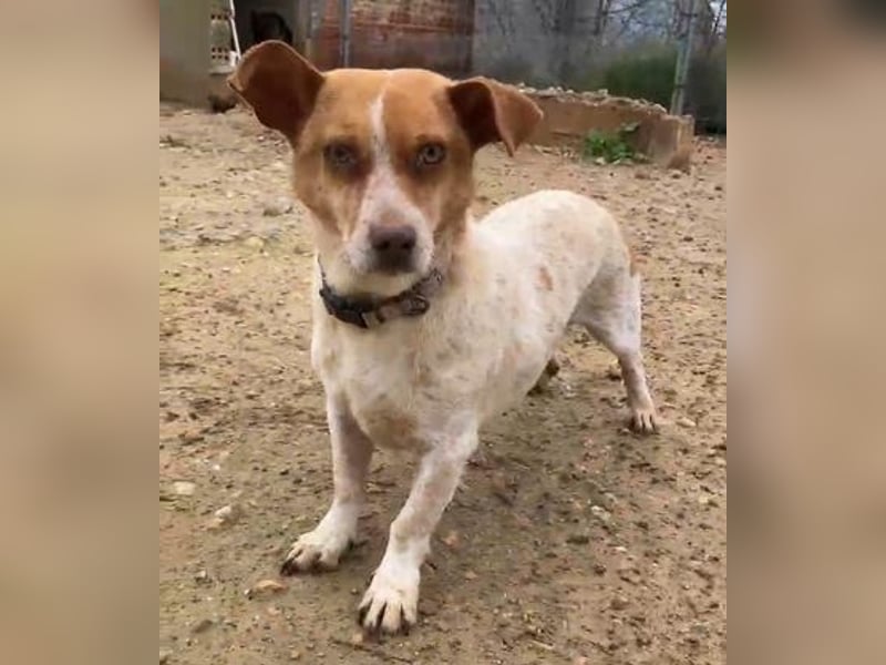 BASIL eine arme Seele