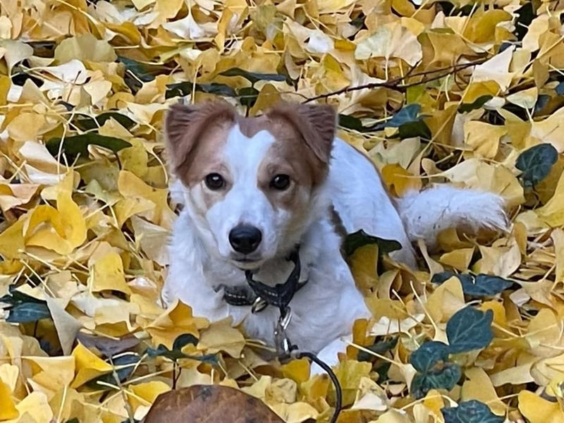 LILLY dringend Pflegestelle oder Endstelle gesucht