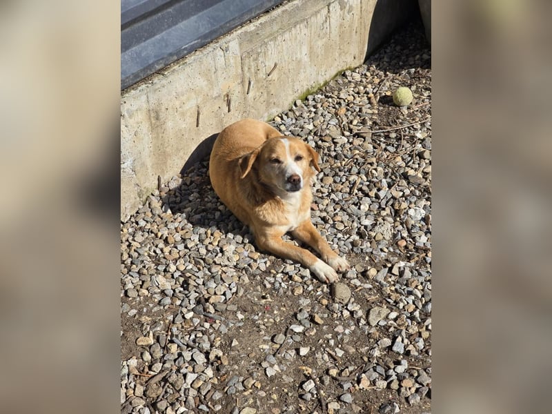 RUBY – sanfte Seele sucht ihr Für-immer-Zuhause