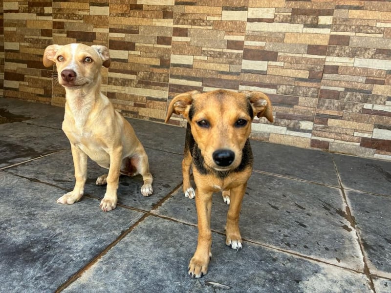 FLECHA-Hundekind möchte nach den Sternen greifen!