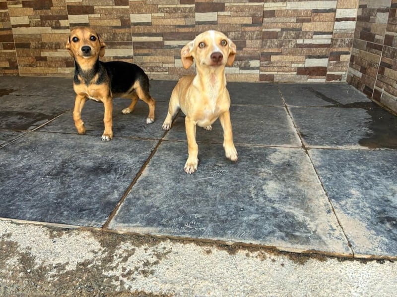 FLECHA-Hundekind möchte nach den Sternen greifen!