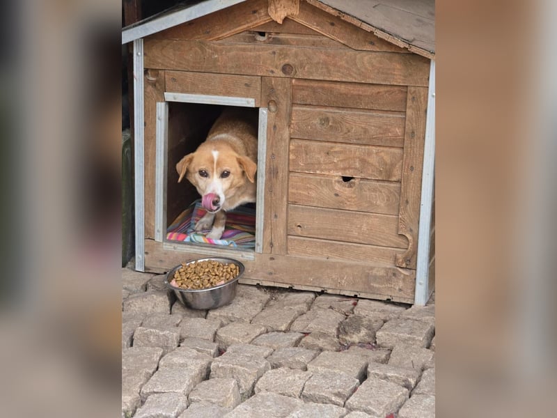 RUBY – sanfte Seele sucht ihr Für-immer-Zuhause